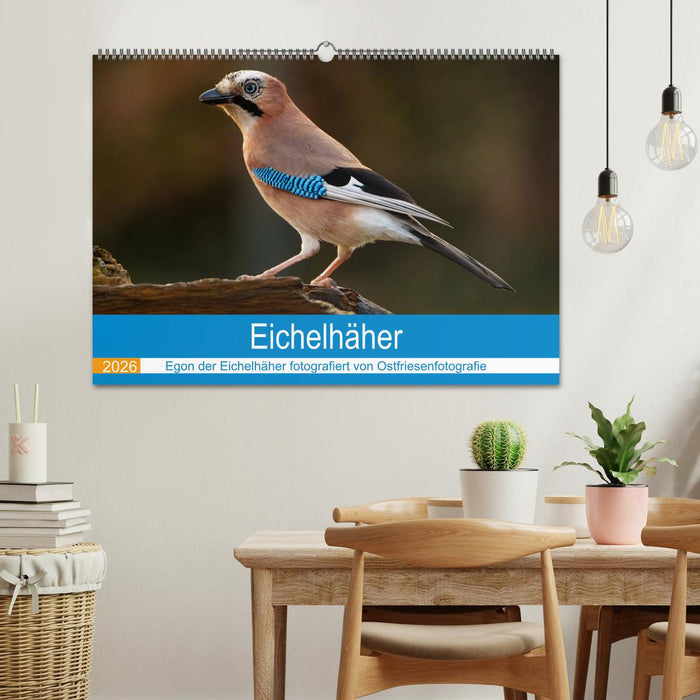 Eichelhäher - Egon der Eichelhäher fotografiert von Ostfriesenfotografie (CALVENDO Wandkalender 2026)