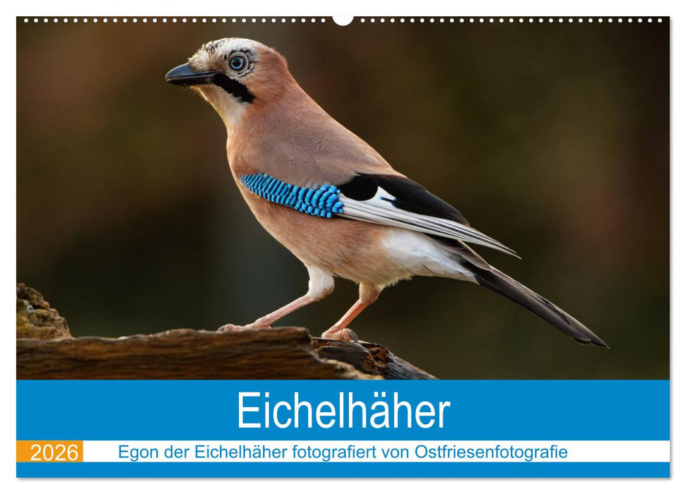 Eichelhäher - Egon der Eichelhäher fotografiert von Ostfriesenfotografie (CALVENDO Wandkalender 2026)