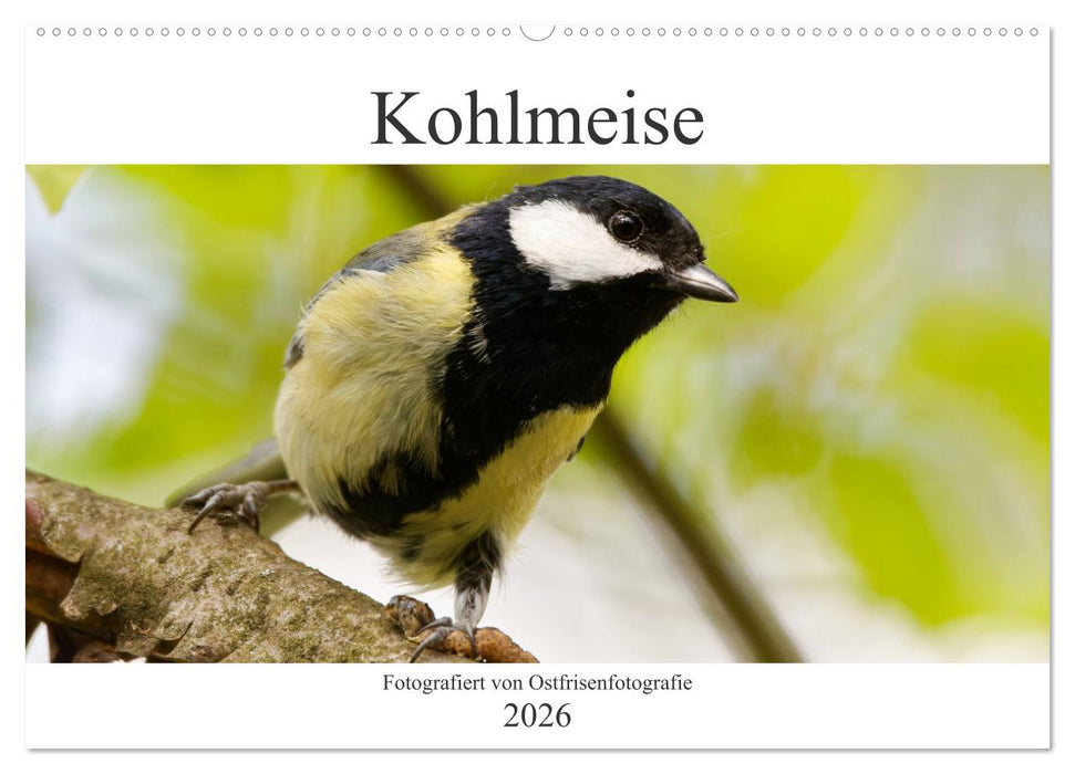 Kohlmeise - Fotografiert von Ostfriesenfotografie (CALVENDO Wandkalender 2026)