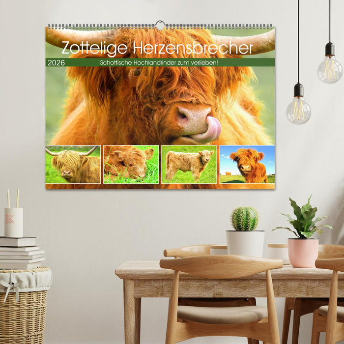 Zottelige Herzensbrecher. Schottische Hochlandrinder zum Verlieben (CALVENDO Wandkalender 2026)