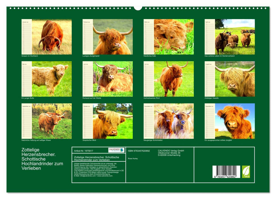 Zottelige Herzensbrecher. Schottische Hochlandrinder zum Verlieben (CALVENDO Wandkalender 2026)