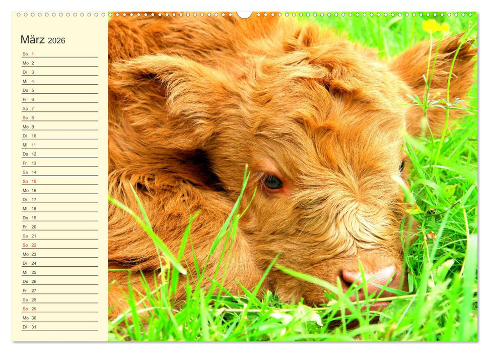 Zottelige Herzensbrecher. Schottische Hochlandrinder zum Verlieben (CALVENDO Wandkalender 2026)