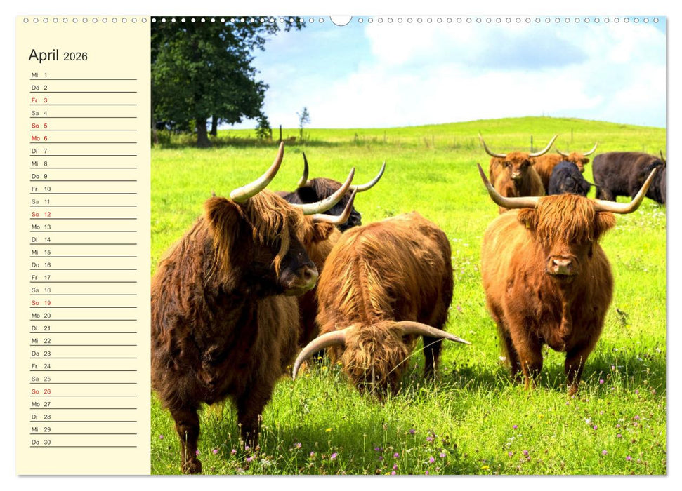Zottelige Herzensbrecher. Schottische Hochlandrinder zum Verlieben (CALVENDO Wandkalender 2026)