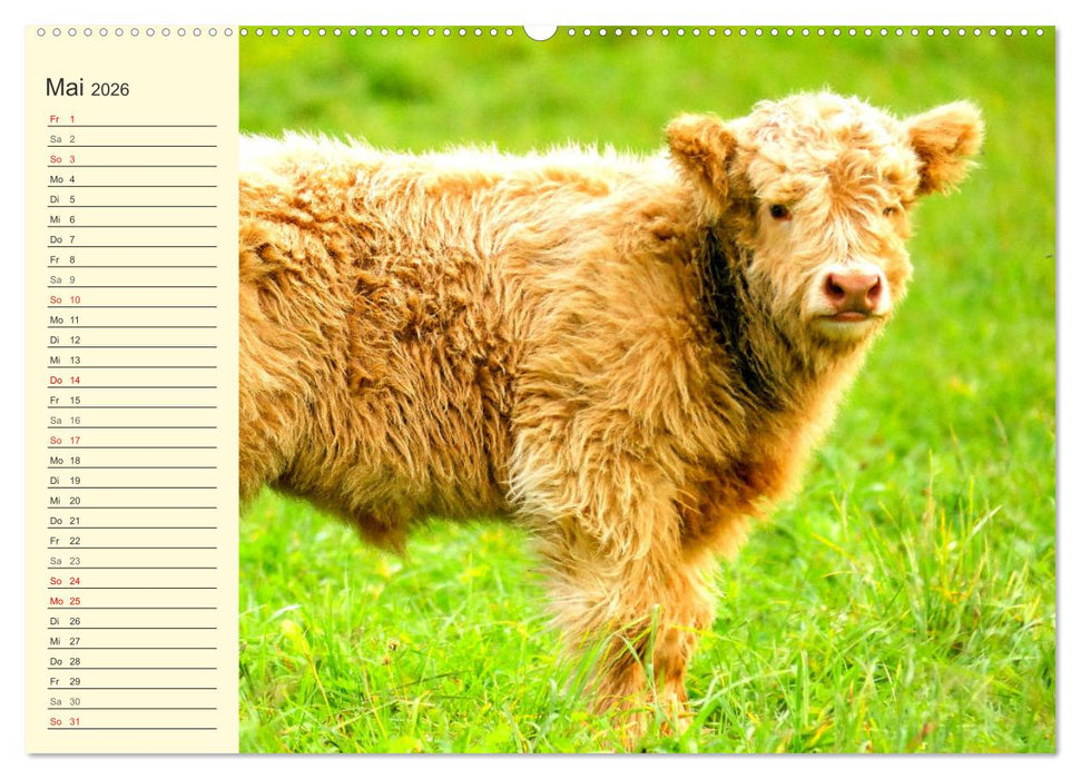 Zottelige Herzensbrecher. Schottische Hochlandrinder zum Verlieben (CALVENDO Wandkalender 2026)