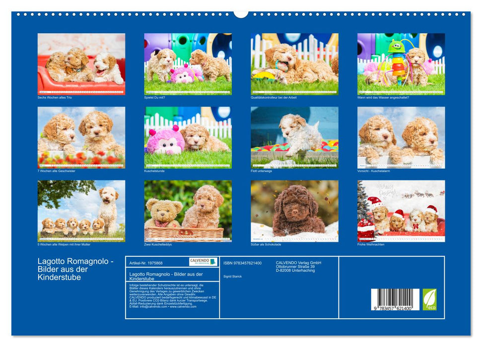 Lagotto Romagnolo - Bilder aus der Kinderstube (CALVENDO Wandkalender 2026)