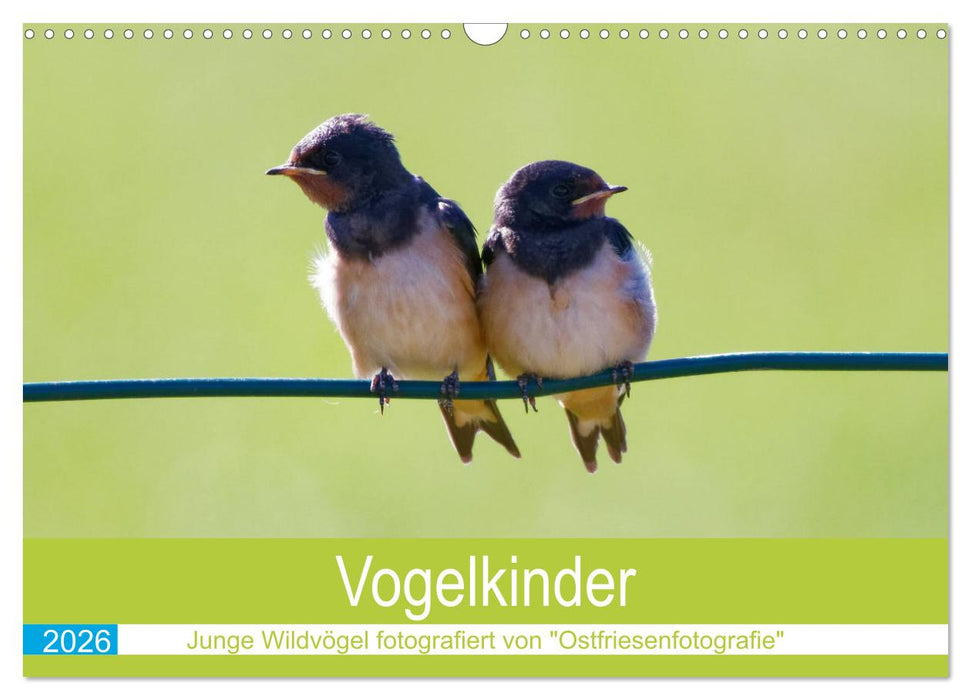 Vogelkinder - Junge Wildvögel (CALVENDO Wandkalender 2026)
