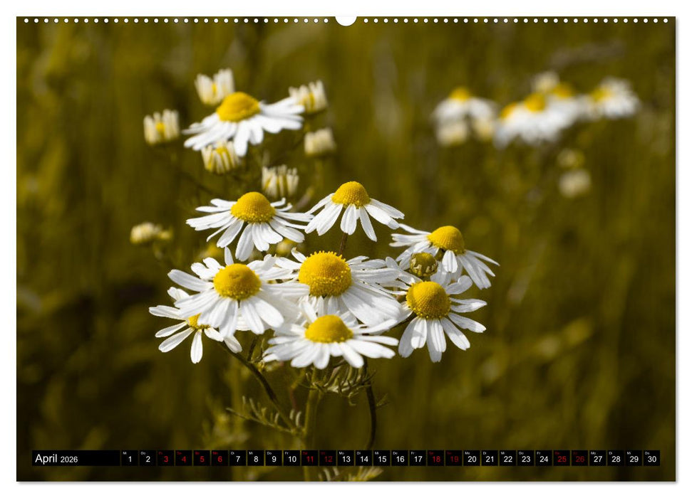Sachsens Landschaften (CALVENDO Wandkalender 2026)