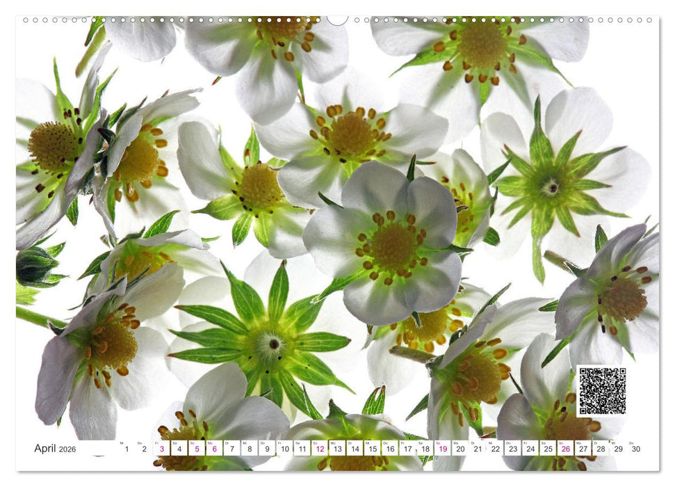 Blumen und dufte Musik (CALVENDO Wandkalender 2026)