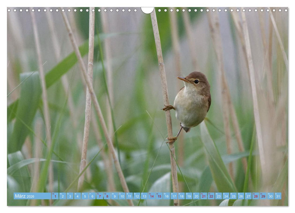 An der Nordseeküste - Wasser- und Küstenvögel fotografiert von Ostfriesenfotografie (CALVENDO Wandkalender 2026)