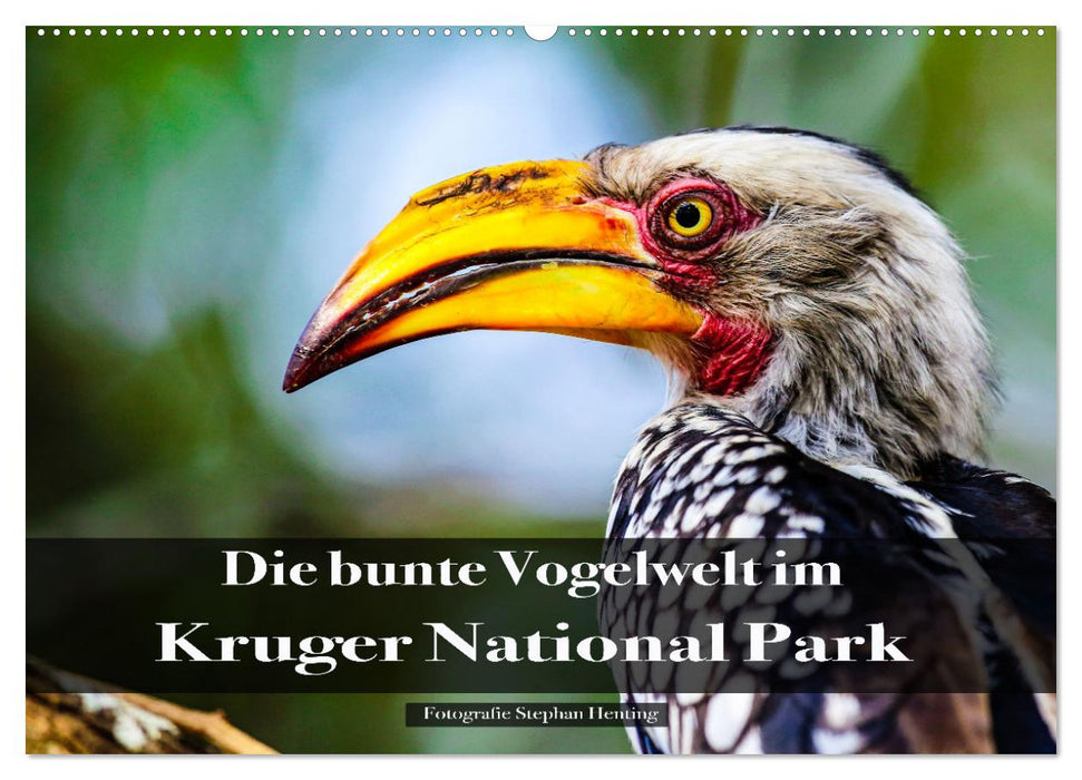 Die bunte Vogelwelt im Kruger National Park (CALVENDO Wandkalender 2026)