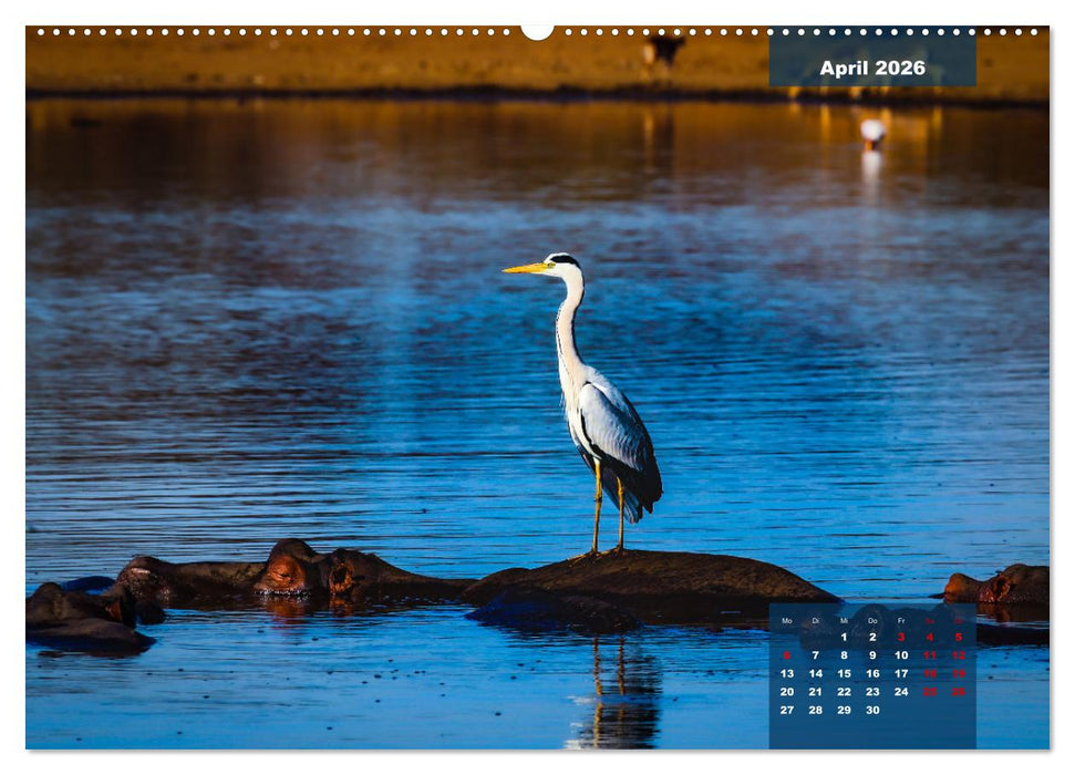 Die bunte Vogelwelt im Kruger National Park (CALVENDO Wandkalender 2026)