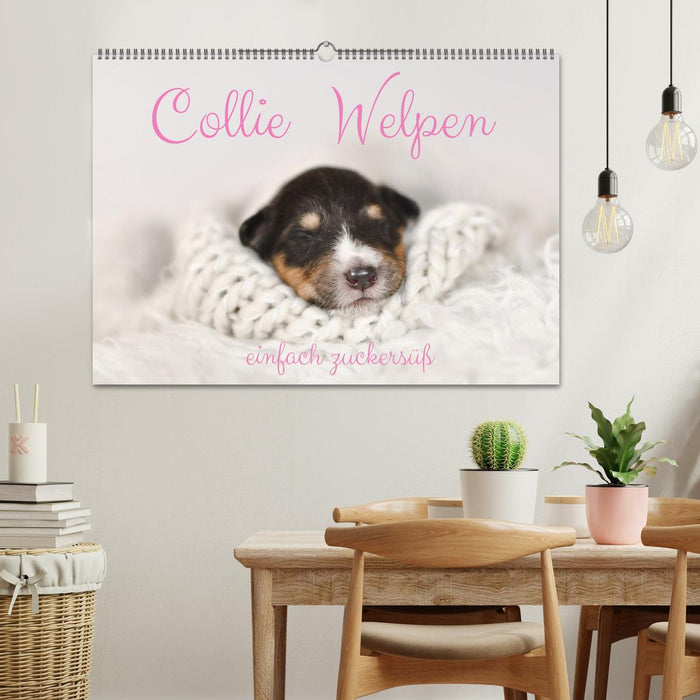 Collie Welpen einfach zuckersüß (CALVENDO Wandkalender 2026)