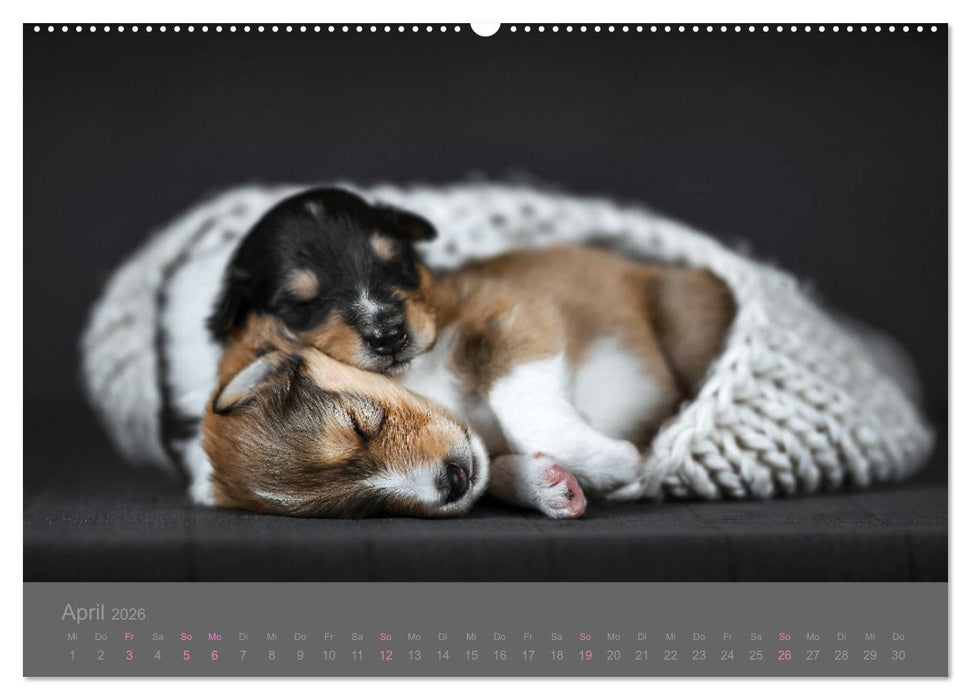 Collie Welpen einfach zuckersüß (CALVENDO Wandkalender 2026)