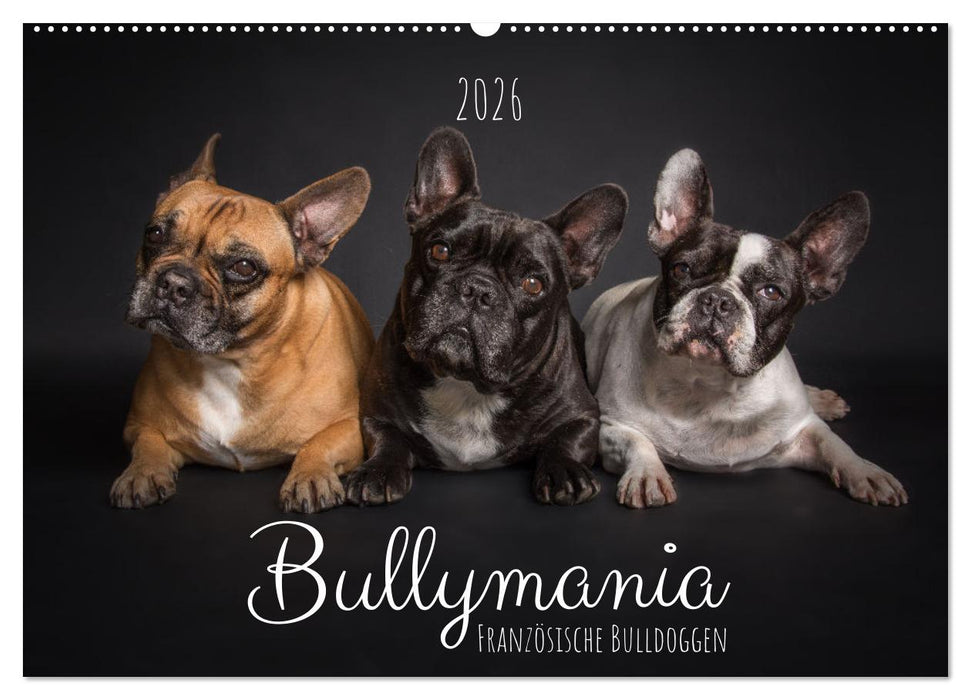 Bullymania - Französische Bulldoggen (CALVENDO Wandkalender 2026)