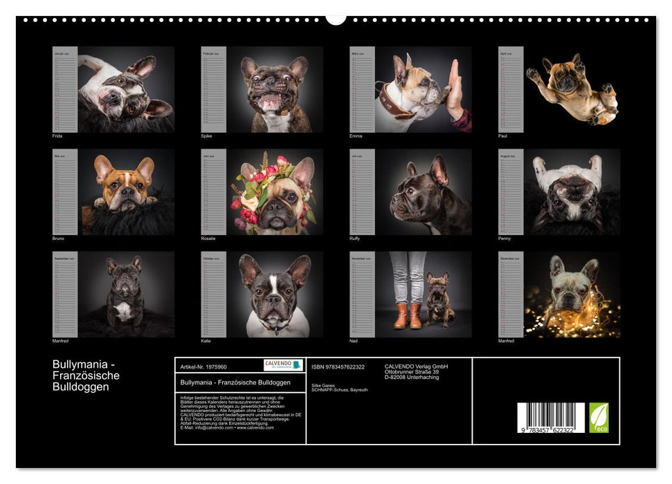 Bullymania - Französische Bulldoggen (CALVENDO Wandkalender 2026)