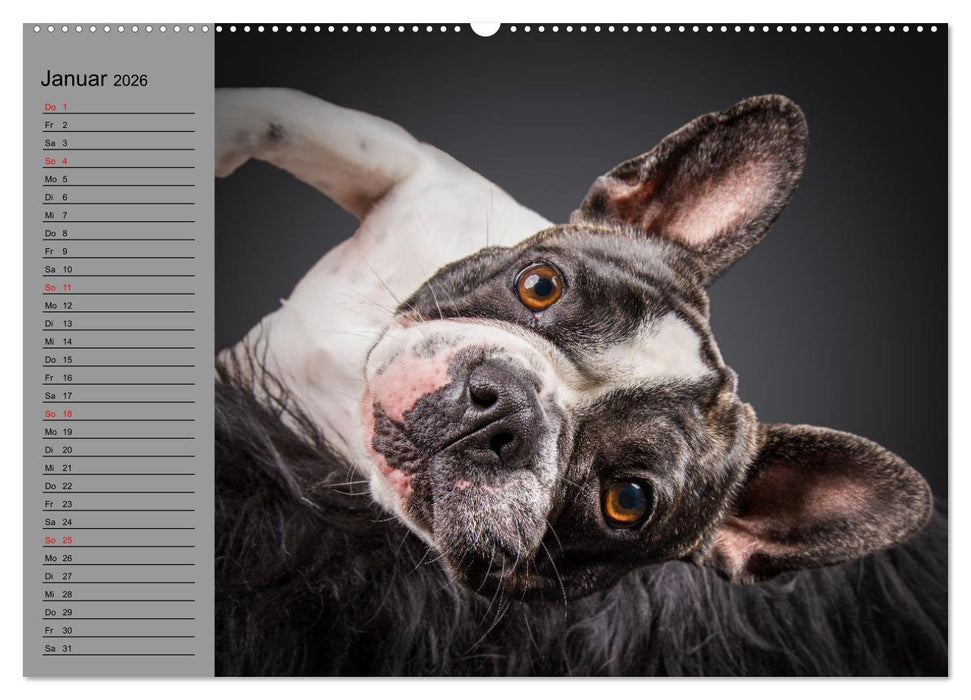 Bullymania - Französische Bulldoggen (CALVENDO Wandkalender 2026)