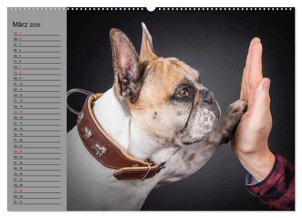 Bullymania - Französische Bulldoggen (CALVENDO Wandkalender 2026)