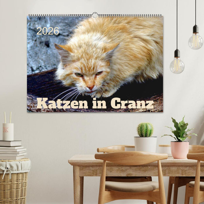 Katzen in Cranz (CALVENDO Wandkalender 2026)