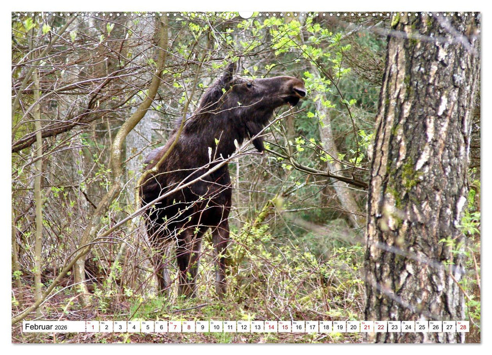 Ostpreußens Elche (CALVENDO Wandkalender 2026)