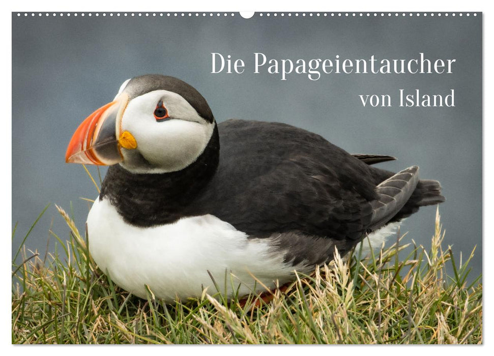 Die Papageientaucher von Island (CALVENDO Wandkalender 2026)