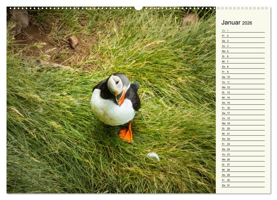 Die Papageientaucher von Island (CALVENDO Wandkalender 2026)
