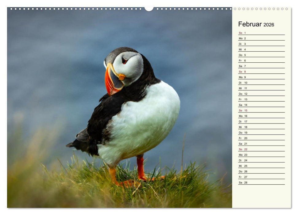 Die Papageientaucher von Island (CALVENDO Wandkalender 2026)