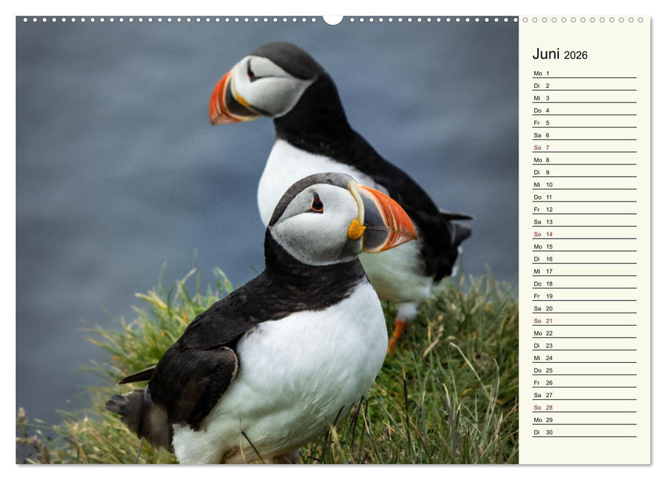 Die Papageientaucher von Island (CALVENDO Wandkalender 2026)