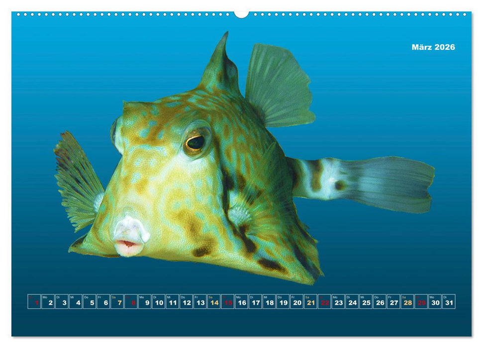 Unterwasser-Galerie (CALVENDO Wandkalender 2026)