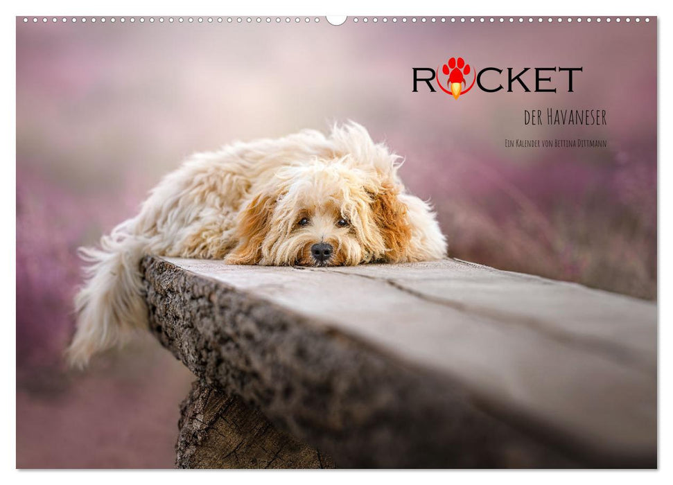 Rocket der Havaneser (CALVENDO Wandkalender 2026)