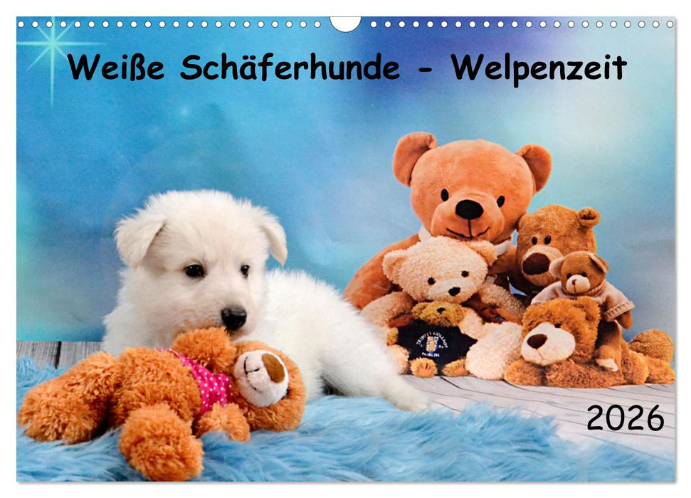 Weiße Schäferhunde - Welpenzeit (CALVENDO Wandkalender 2026)