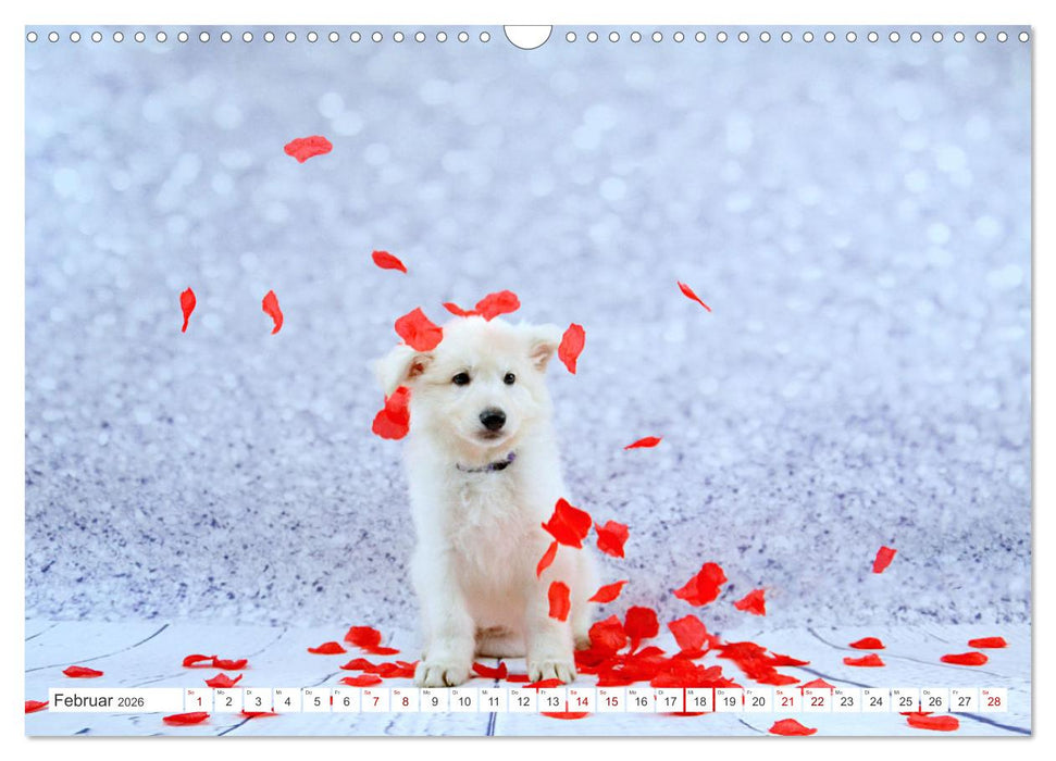 Weiße Schäferhunde - Welpenzeit (CALVENDO Wandkalender 2026)