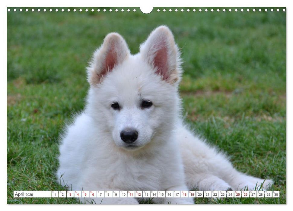 Weiße Schäferhunde - Welpenzeit (CALVENDO Wandkalender 2026)