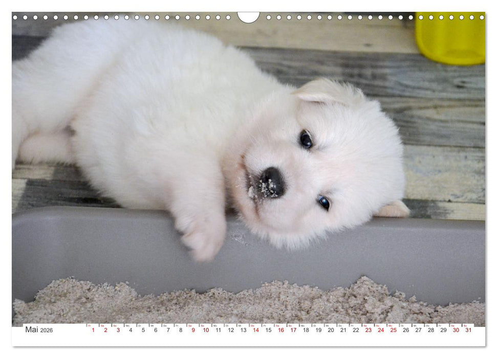 Weiße Schäferhunde - Welpenzeit (CALVENDO Wandkalender 2026)