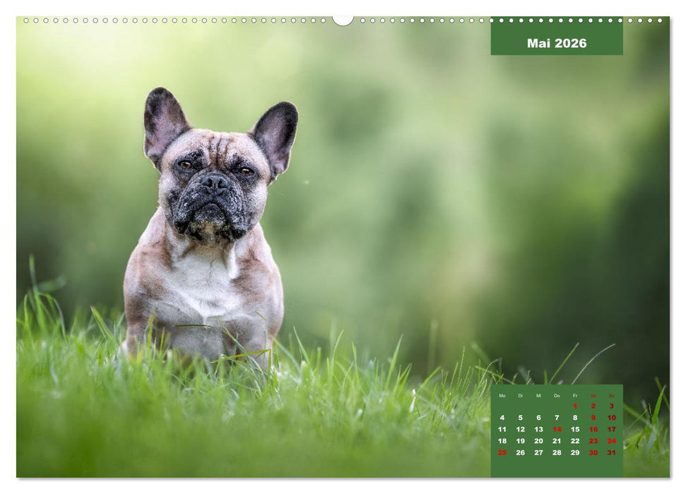 Fellnasenromantik (CALVENDO Wandkalender 2026)