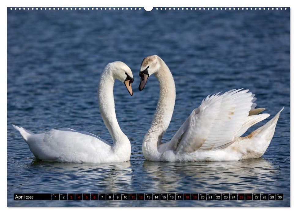 Die Eleganz der Schwäne (CALVENDO Wandkalender 2026)