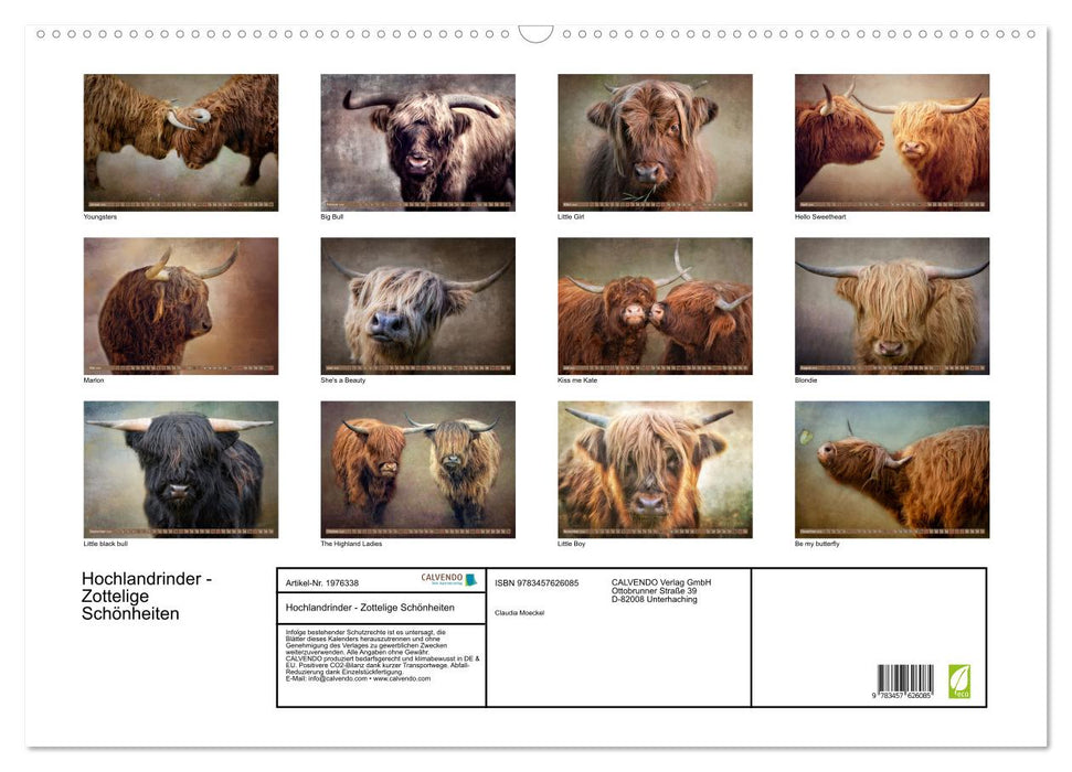 Hochlandrinder - Zottelige Schönheiten (CALVENDO Wandkalender 2026)