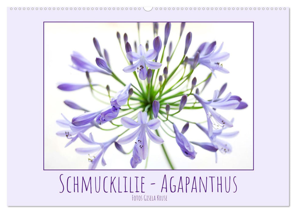 Schmucklilie - Agapanthus (CALVENDO Wandkalender 2026)