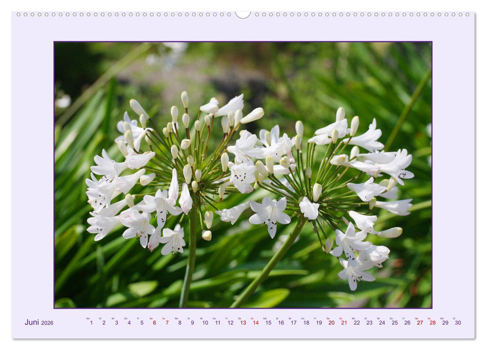 Schmucklilie - Agapanthus (CALVENDO Wandkalender 2026)