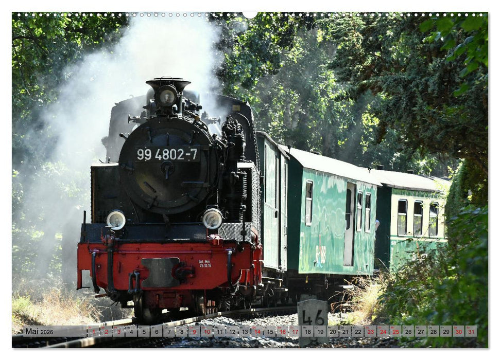 Mit Dampf durch die Natur Rügens (CALVENDO Wandkalender 2026)
