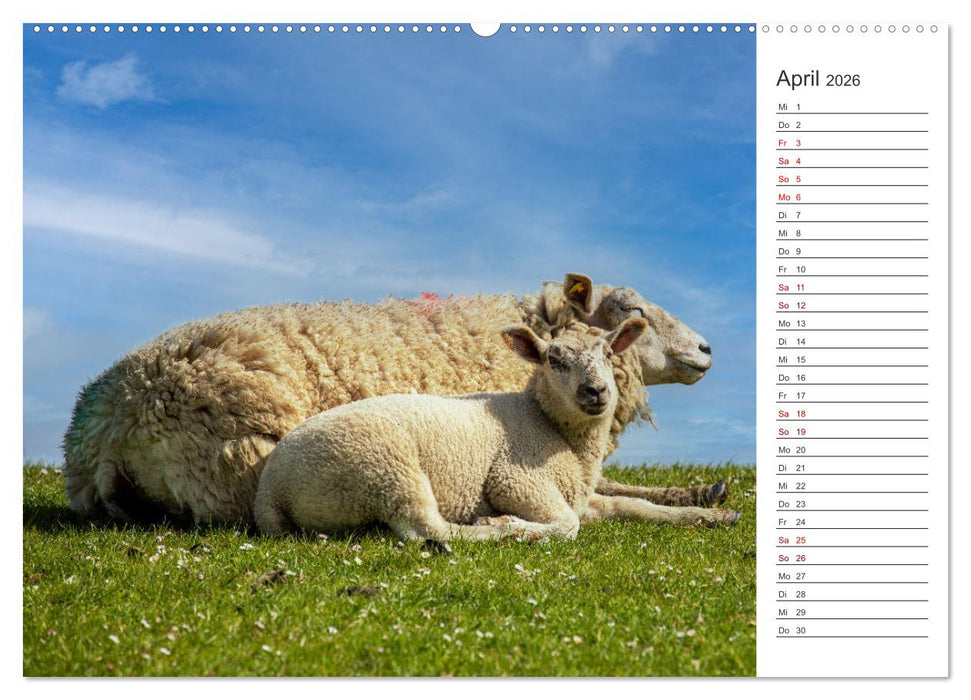 Deichschafe - Hüter der Deiche in Nordfriesland (CALVENDO Wandkalender 2026)