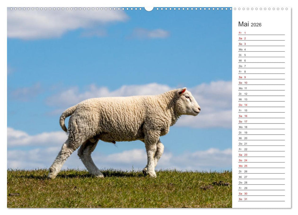 Deichschafe - Hüter der Deiche in Nordfriesland (CALVENDO Wandkalender 2026)
