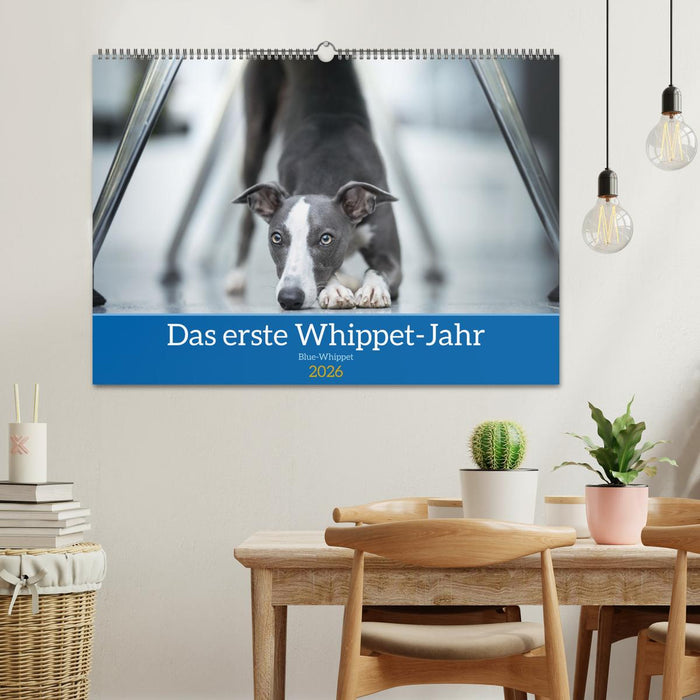 Das erste Whippet-Jahr (CALVENDO Wandkalender 2026)