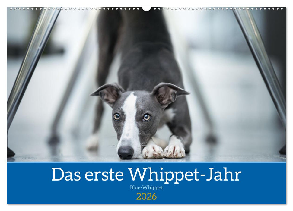 Das erste Whippet-Jahr (CALVENDO Wandkalender 2026)