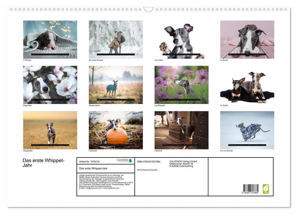 Das erste Whippet-Jahr (CALVENDO Wandkalender 2026)