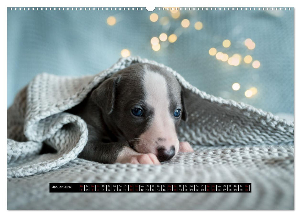 Das erste Whippet-Jahr (CALVENDO Wandkalender 2026)
