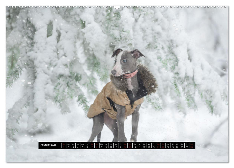 Das erste Whippet-Jahr (CALVENDO Wandkalender 2026)