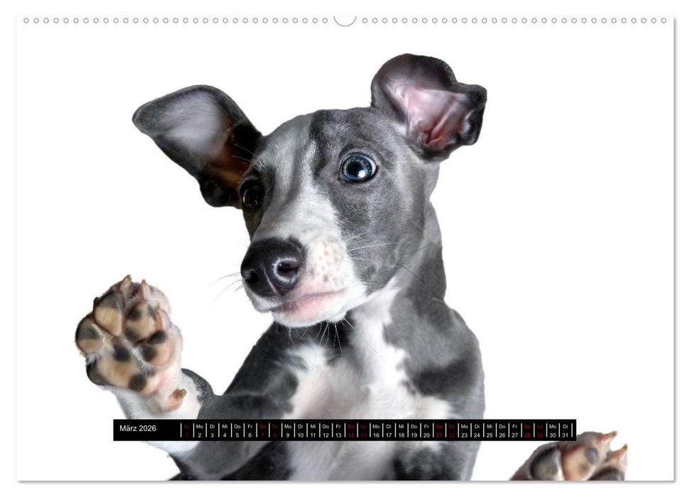 Das erste Whippet-Jahr (CALVENDO Wandkalender 2026)