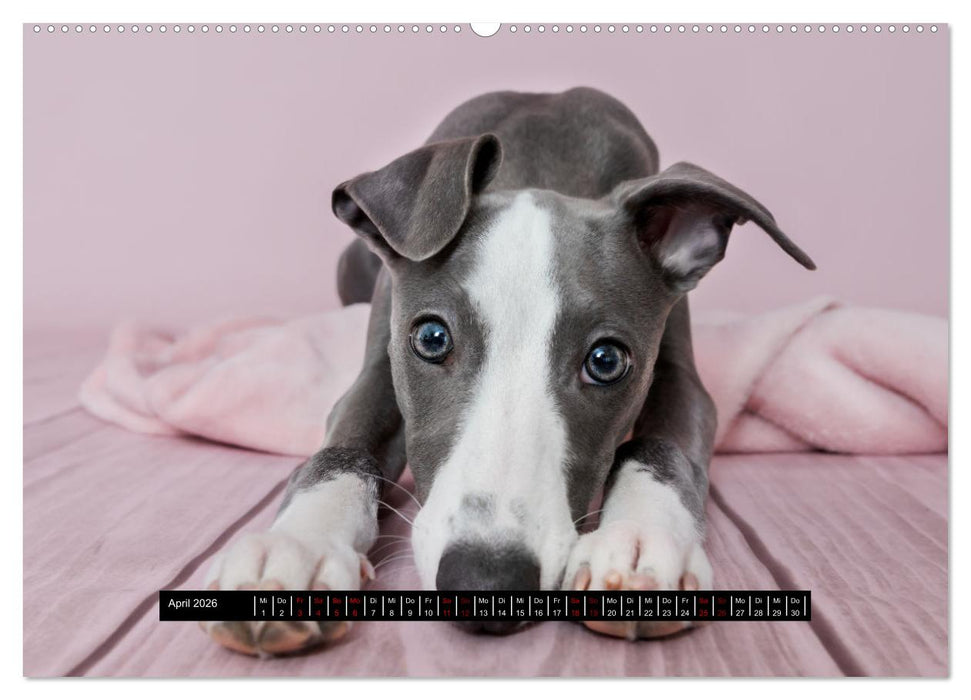 Das erste Whippet-Jahr (CALVENDO Wandkalender 2026)