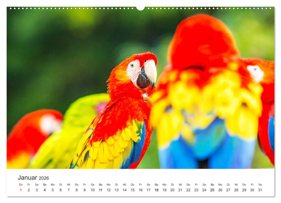Vogelwelt - Die Könige der Lüfte. (CALVENDO Wandkalender 2026)