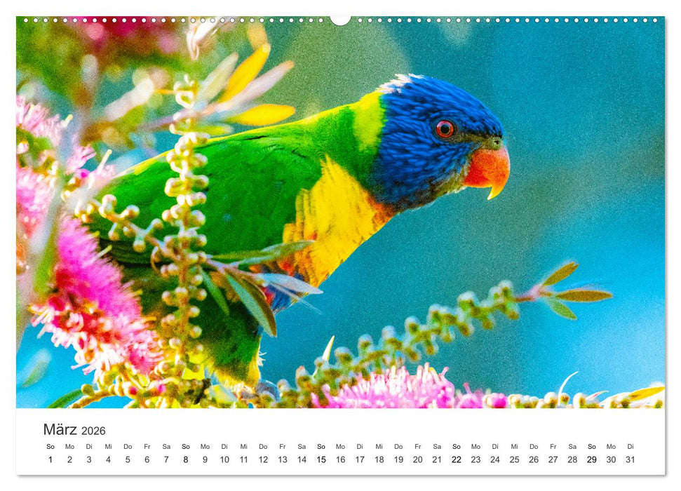Vogelwelt - Die Könige der Lüfte. (CALVENDO Wandkalender 2026)